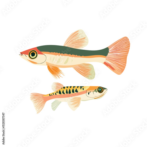 A Mother Guppy Fish With Her Kid vector 2D flat illustration, isolated on a white background.