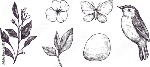 Hand Drawn Spring Elements Vector Set Bird Flower Butterfly Leaves And Egg Sketch Illustration Nature Drawings Vintage Style Design for Prints Posters Cards Invitations Packaging and Decorations