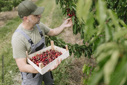 Fototapeta Farmer picking cherries in a lush orchard during the summer harvest season in ru