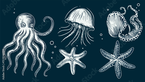 Ocean life vector set Octopus jellyfish seashells starfish underwater marine animals wildlife nature nautical ocean sea beach summer travel design elements dark background monochrome vintage