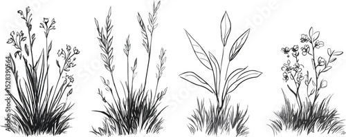 Hand-drawn vector set of grass and flower silhouettes meadow plants botanical floral elements nature herbs monochrome sketch isolated illustration for design wedding invitations greeting cards