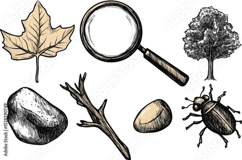 Nature exploration kit vector set magnifying glass leaf tree stone twig beetle investigation discovery biology research education botany zoology entomology ecology outdoor adventure camping hiking