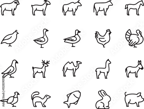 animal, animals, farm, livestock, wildlife, fauna, domestic, bird, mammal, sheep, goat, cow, horse, quail, goose, duck, chicken, turkey, pigeon, deer, 