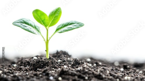 Young sprout emerging from soil (1)
