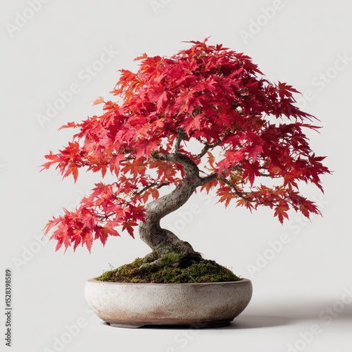 Red japanese maple bonsai tree isolated on white background