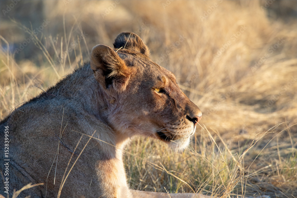 Obraz premium Lion at Etosha national Park