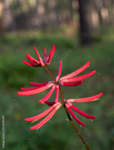 Close Up of a Red Coral Bean Flower