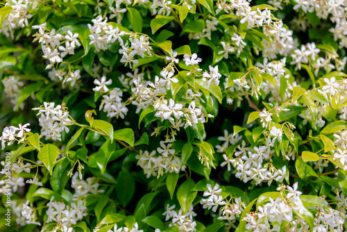 Selective focus of pure white fragrant flowers Star jasmine creeping on the wall, Trachelospermum jasminoides is a woody, Evergreen climber with rich, Greenery leaves pattern, Nature floral background