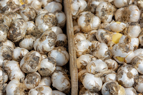 Selective focus of white Allium bulbs or roots, Staked of onions in wooden market stall, A large genus of monocotyledonous flowering plant genus in the family Amaryllidaceae, Natural floral background