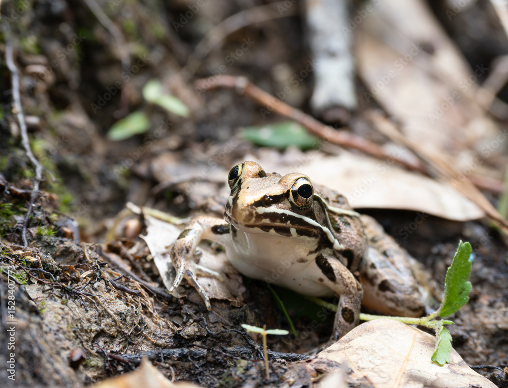 Fototapeta premium Southern Leopard Frog Looking at the Camera