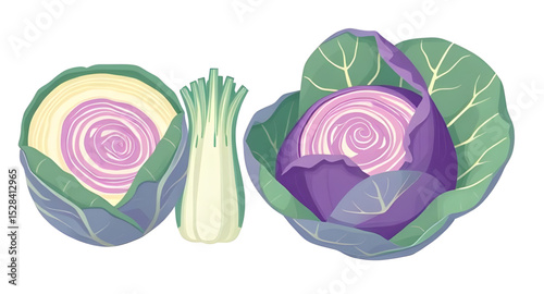 Cabbage vector, Cabbage illustration, Green cabbage, Fresh cabbage, Cabbage clipart, Whole cabbage vector, Cabbage drawing, Cabbage icon, Cabbage leaf vector, Sliced cabbage, Organic cabbage, Round ca