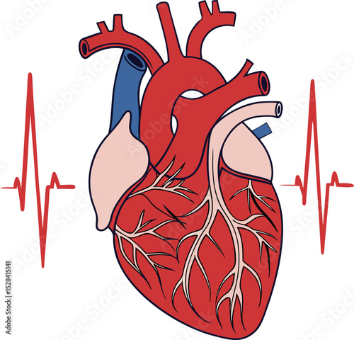 Human Heart with ECG Illustration