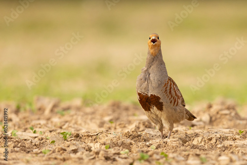 Kuropatwa (Perdix perdix)