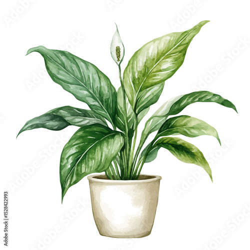 A Peace Lily Plant, watercolor illustration vector, high quality, isolated on a white background.