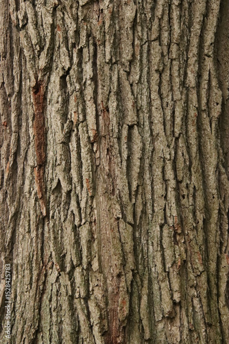 tree bark texture