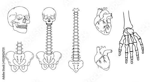 Human Anatomy Illustrations Spine Skull Heart Hand Bones Medical Diagram Educational Chart
