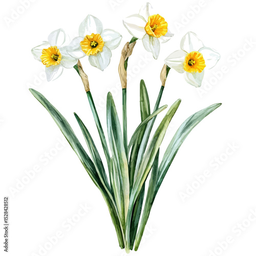 A Narcissus Plant, watercolor painting vector, high quality, isolated on a white background.