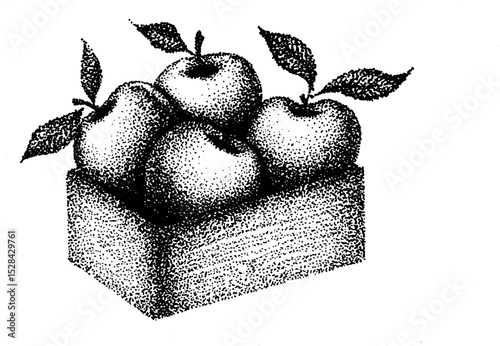 Hyper detailed stippling ink illustration of apples in a wooden box