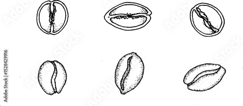 Hyper detailed stippling ink illustration of coffee beans for art and design