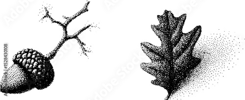 Detailed ink stippling of acorn and oak leaf for nature art design