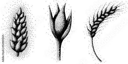 Detailed botanical stippling ink art featuring wheat and floral elements