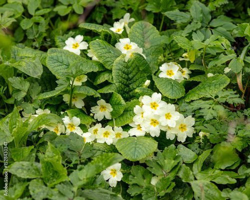 Common primrose. Primrose vulgars. Popular garden bedding plant.