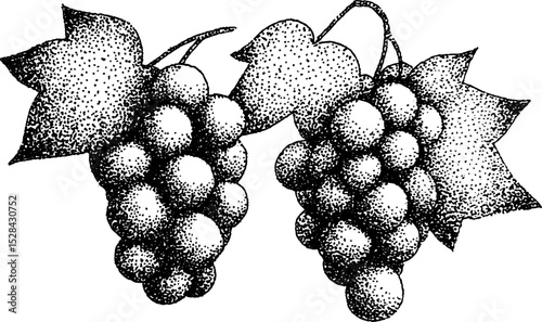 Hyper detailed stippling ink illustration of grapes with leaves for art design