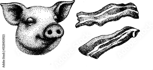 Stippling ink illustration of pig head and bacon in halftone detail
