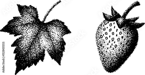 Hyper detailed ink stippling of leaf and strawberry for artistic design