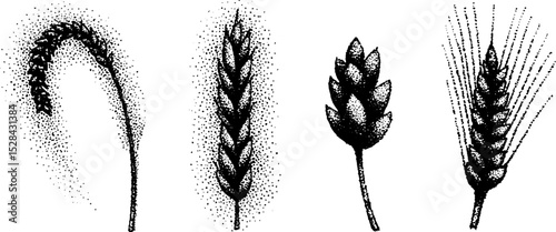 Hyper detailed ink stippling illustration of botanical elements for design