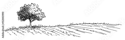lone tree in open field landscape sketch