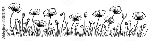 close up poppy flowers in meadow sketch