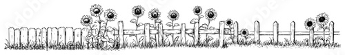 sunflowers behind picket fence vector black doodle sketch