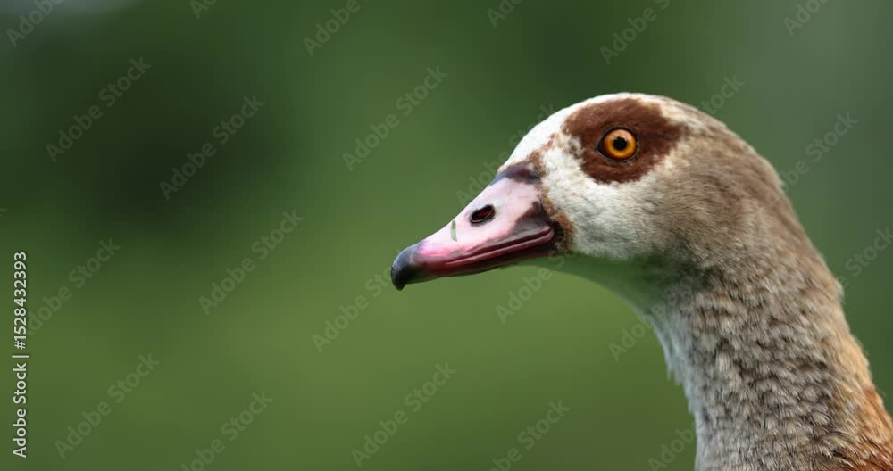 Close-up video of an Egyptian goose calmly observing its surroundings with a green blurred background. Close-up video of an Egyptian goose calmly observing its surroundings with a green blurred background.