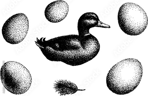 Intricate stippling ink art of duck and eggs with feather elements