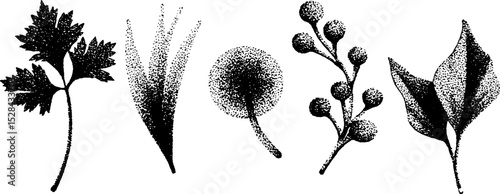 Intricate stippling ink illustration of botanical elements for art and design