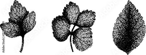 Hyper detailed stippling ink illustration of leaves for artistic design
