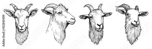goat head illustrations in side and front views