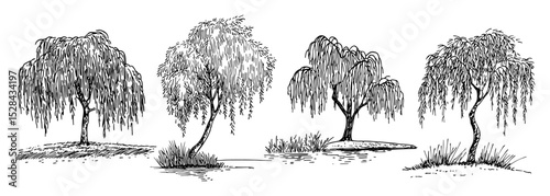 weeping willow tree collection in natural poses