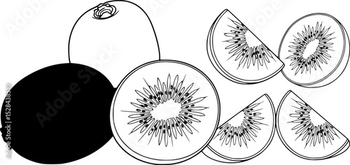 Kiwi Fruit Vector Illustration silhouettes, coloring page, outline with Slice – Color Line Drawing, kiwi fruit whole, piece and brunch, Fresh and juicy kiwi fruit set