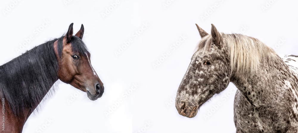 Fototapeta premium Collage of two different horsebreeds on white background: Arabian horse and noriker coldblood horse