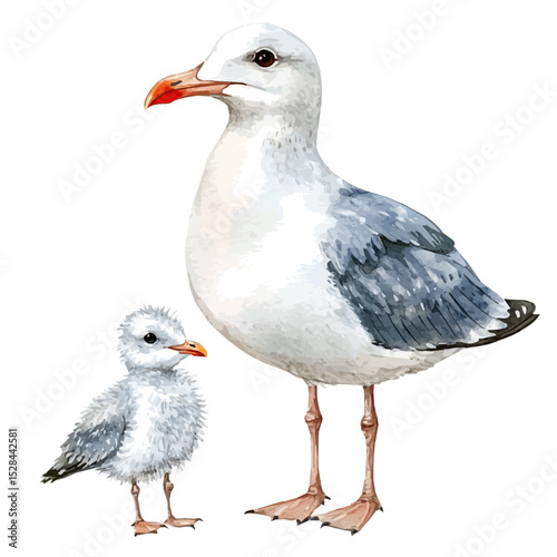 A Mother Seagull With Her Kid, watercolor drawing vector, high quality, isolated on a white background.