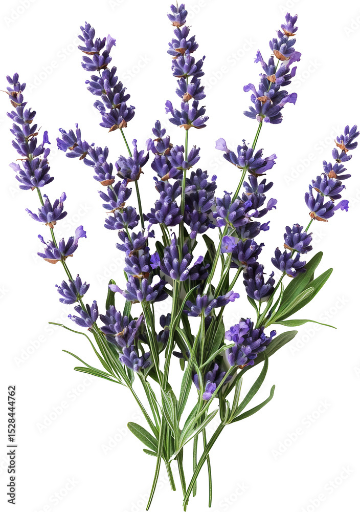 Obraz premium lavender 