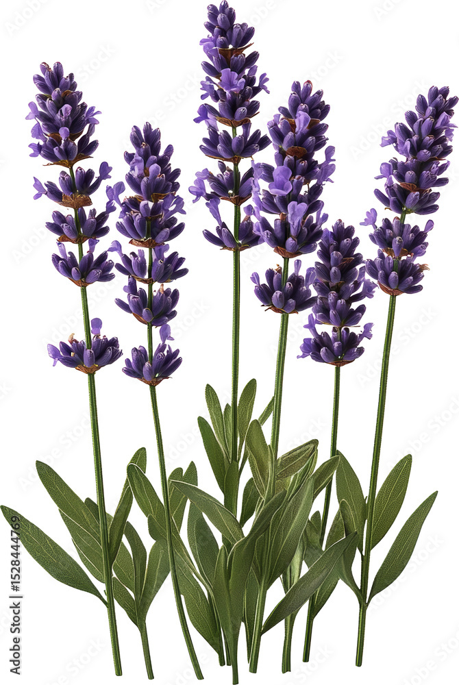 Obraz premium lavender 
