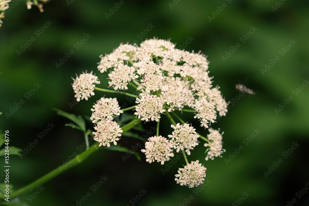 Water hemlock flower close up. Water hemlock flower close up.