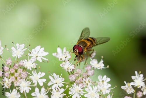 Tableau sur toile Hover fly on a group of white flowers.