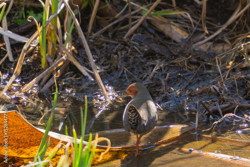ruddy breasted crake