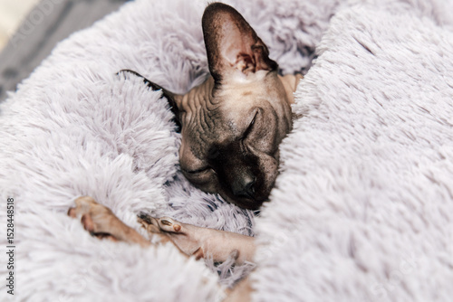 Sphynx cat sleeping peacefully in soft blanket during a cozy afternoon indoors