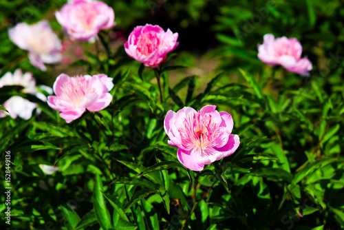 Beautiful peonies blooming in a garden during bright spring afternoon in full sunlight