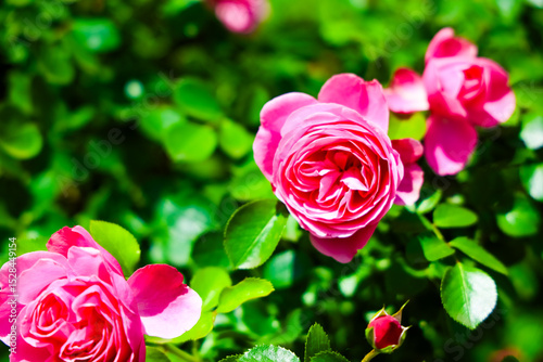 Vibrant pink roses blooming in a lush garden during springtime in full sunlight